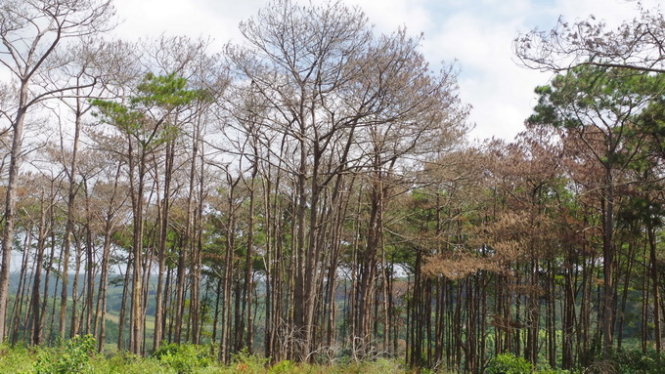 [-]Hàng[-]ngàn[-]cây[-]thông[-]bị[-]hủy[-]hoại[-]ở[-]Đắk[-]Nông